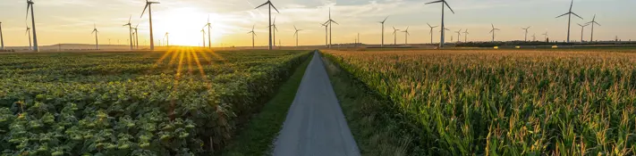 Ein Radweg trennt ein Sonnenblumenfeld von einem Rapsfeld. Die Sonne geht langsam hinter einen kleinen Windradpark unter.