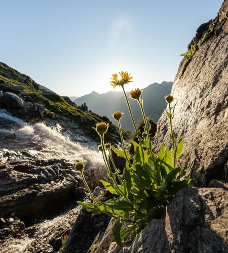 Ein Bergbach bahnt sich seinen Weg in die Tiefe. Die Sonne strahl und der Himmel ist blau. Ein gelbe Blume steht im Vordergrund.