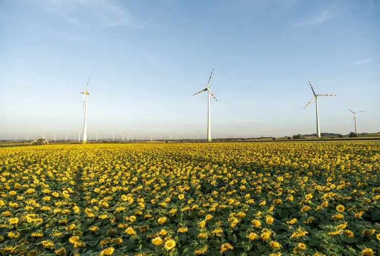 Im Vordergrund strahlen Sonnenblumen mit einem herrlich blauen Wetter um die Wetter. Im Hintergrund sind einige Windräder zu sehen.