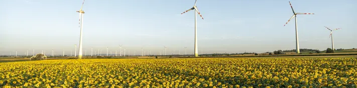 Im Vordergrund strahlen Sonnenblumen mit einem herrlich blauen Wetter um die Wetter. Im Hintergrund sind einige Windräder zu sehen.